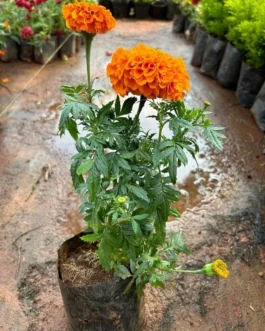 Marigold