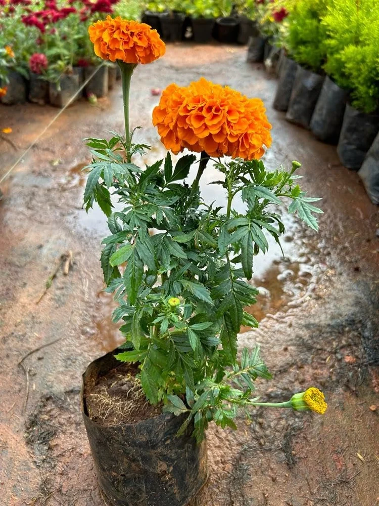 Marigold