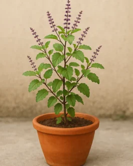 Tulsi