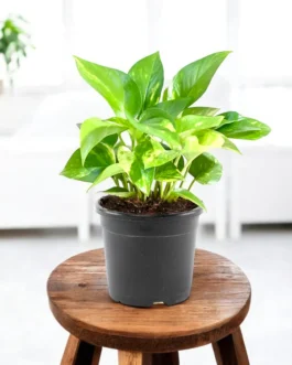 Money plant