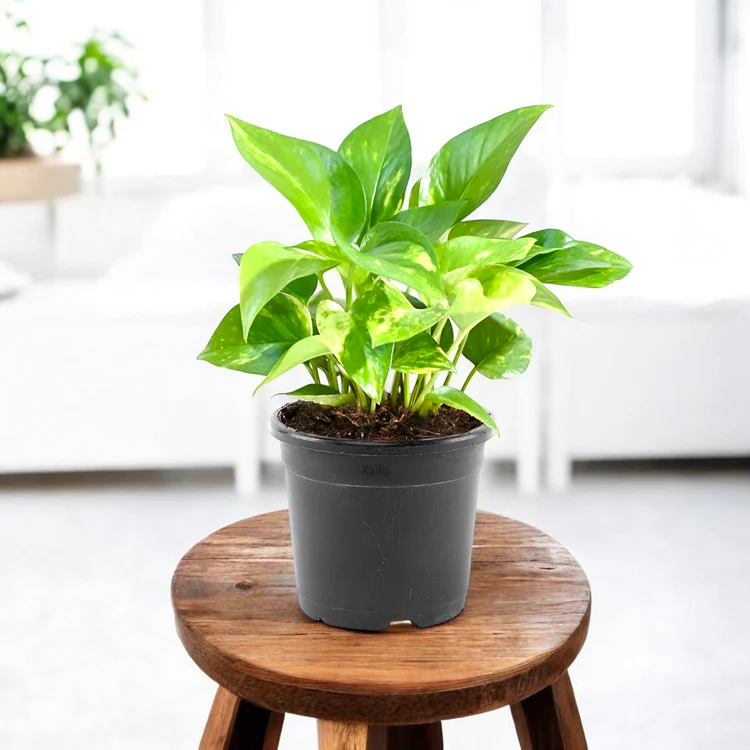 Money plant