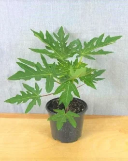 Papaya Plant