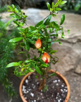 Pomegranate Plant