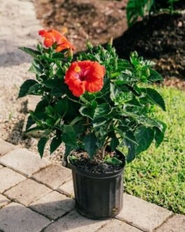 Hibiscus Plant