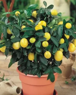 Lemon Plant